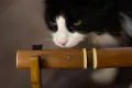 A tuxedo cat sniffing the tantō handle