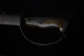 Japanese Cavalry Sabre — view 2